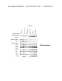 INHIBITORS OF BRUTON S TYROSINE KINASE FOR THE TREATMENT OF SOLID TUMORS diagram and image