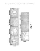 ANTI-LYMPHOTOXIN ANTIBODIES diagram and image