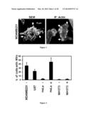 Compositions and Methods to Prevent Cell Transformation and Cancer     Metastasis diagram and image