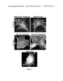 Compositions and Methods to Prevent Cell Transformation and Cancer     Metastasis diagram and image