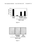 Compositions and Methods to Prevent Cell Transformation and Cancer     Metastasis diagram and image