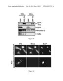 Compositions and Methods to Prevent Cell Transformation and Cancer     Metastasis diagram and image