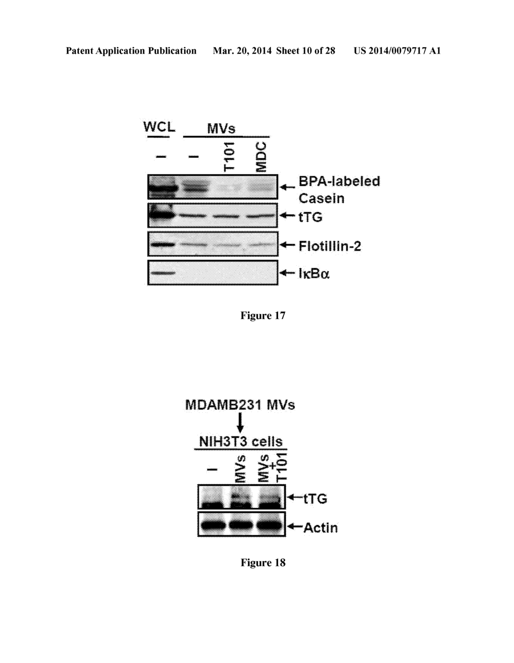 Compositions and Methods to Prevent Cell Transformation and Cancer     Metastasis - diagram, schematic, and image 11