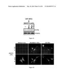 Compositions and Methods to Prevent Cell Transformation and Cancer     Metastasis diagram and image