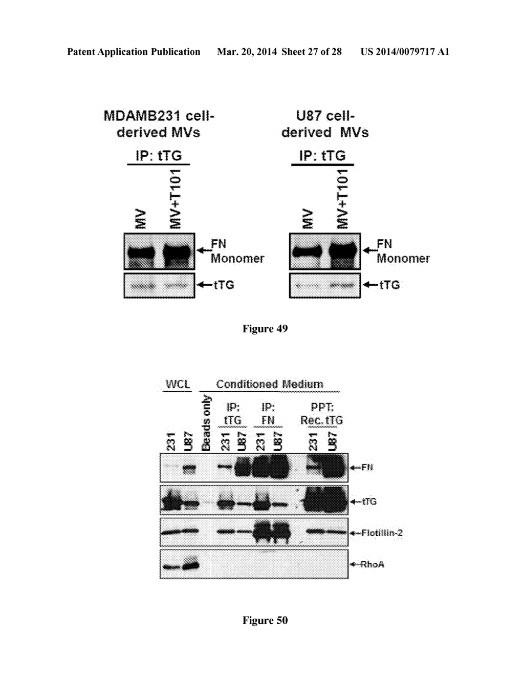 Compositions and Methods to Prevent Cell Transformation and Cancer     Metastasis - diagram, schematic, and image 28