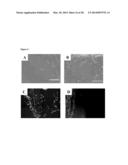 Injectable, Pore-Forming Hydrogels for Materials-Based Cell Therapies diagram and image