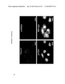 POROUS NANOPARTICLE-SUPPORTED LIPID BILAYERS (PROTOCELLS) FOR TARGETED     DELIVERY AND METHODS OF USING SAME diagram and image