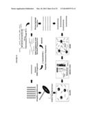 POROUS NANOPARTICLE-SUPPORTED LIPID BILAYERS (PROTOCELLS) FOR TARGETED     DELIVERY AND METHODS OF USING SAME diagram and image