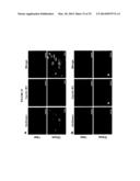 POROUS NANOPARTICLE-SUPPORTED LIPID BILAYERS (PROTOCELLS) FOR TARGETED     DELIVERY AND METHODS OF USING SAME diagram and image