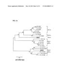 PRIMATE T-LYMPHOTROPIC VIRUSES diagram and image