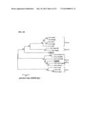 PRIMATE T-LYMPHOTROPIC VIRUSES diagram and image