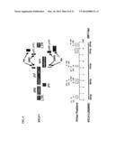 PRIMATE T-LYMPHOTROPIC VIRUSES diagram and image