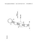 PRIMATE T-LYMPHOTROPIC VIRUSES diagram and image