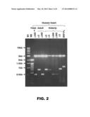 METHODS OF USING A SERUM RESPONSE FACTOR ISOFORM diagram and image