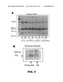 METHODS OF USING A SERUM RESPONSE FACTOR ISOFORM diagram and image