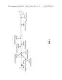 Polymorphisms in the FCGR2B Promoter and Uses Thereof diagram and image