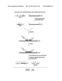 QUANTIFICATION OF NUCLEIC ACIDS AND PROTEINS USING OLIGONUCLEOTIDE MASS     TAGS diagram and image