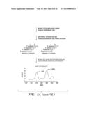 QUANTIFICATION OF NUCLEIC ACIDS AND PROTEINS USING OLIGONUCLEOTIDE MASS     TAGS diagram and image