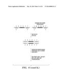 QUANTIFICATION OF NUCLEIC ACIDS AND PROTEINS USING OLIGONUCLEOTIDE MASS     TAGS diagram and image