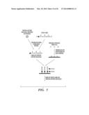 QUANTIFICATION OF NUCLEIC ACIDS AND PROTEINS USING OLIGONUCLEOTIDE MASS     TAGS diagram and image