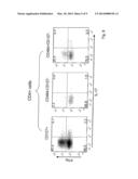 METHOD AND KIT FOR RAPID ISOLATION OF HUMAN FOXP3+ TREG CELLS diagram and image