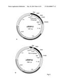 ANTICALINS diagram and image