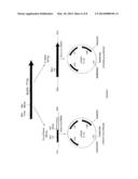 SPORULATION-DEFICIENT THERMOPHILIC MICROORGANISMS FOR THE PRODUCTION OF     ETHANOL diagram and image