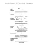 Small Molecular Inhibitors of RAD51 Recombinase and Methods Thereof diagram and image