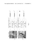 Method and System for Optimizing Accuracy-Specificity Trade-offs in Large     Scale Visual Recognition diagram and image