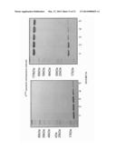 Methods and Compositions for Heptameric Targeting Ligands diagram and image