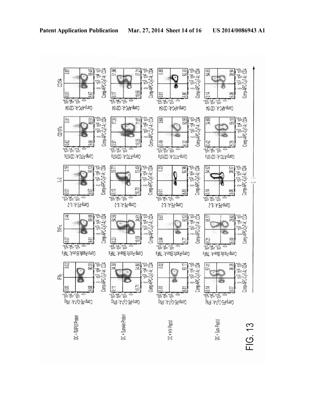 NOVEL AND POWERFUL MHC-CLASS II PEPTIDES DERIVED FROM SURVIVIN - diagram, schematic, and image 15