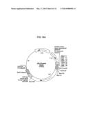 WATER-SOLUBLE DRUG CARRIER AND PROCESS FOR PRODUCING THE SAME diagram and image