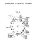 WATER-SOLUBLE DRUG CARRIER AND PROCESS FOR PRODUCING THE SAME diagram and image