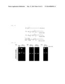 WATER-SOLUBLE DRUG CARRIER AND PROCESS FOR PRODUCING THE SAME diagram and image