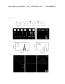 WATER-SOLUBLE DRUG CARRIER AND PROCESS FOR PRODUCING THE SAME diagram and image