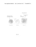 METHODS OF DETECTING ANEUPLOIDY IN HUMAN EMBRYOS diagram and image