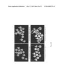 METHODS OF DETECTING ANEUPLOIDY IN HUMAN EMBRYOS diagram and image