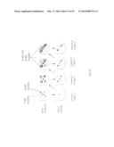 METHODS OF DETECTING ANEUPLOIDY IN HUMAN EMBRYOS diagram and image