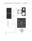 METHODS OF DETECTING ANEUPLOIDY IN HUMAN EMBRYOS diagram and image