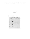 GLYCOSYL TRANSFERASE FROM CHINESE HAMSTER AND RELATED METHODS diagram and image