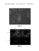 METHODS AND COMPOSITIONS FOR PRODUCING INDUCED HEPATOCYTES diagram and image