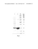 NOVEL 7Beta-HYDROXYSTEROID DEHYDROGENASE MUTANTS AND PROCESS FOR THE     PREPARATION OF URSODEOXYCHOLIC ACID diagram and image