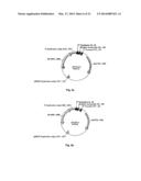 NOVEL 7Beta-HYDROXYSTEROID DEHYDROGENASE MUTANTS AND PROCESS FOR THE     PREPARATION OF URSODEOXYCHOLIC ACID diagram and image