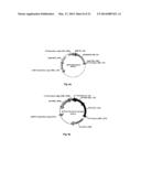 NOVEL 7Beta-HYDROXYSTEROID DEHYDROGENASE MUTANTS AND PROCESS FOR THE     PREPARATION OF URSODEOXYCHOLIC ACID diagram and image