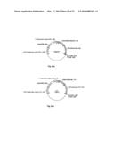 NOVEL 7Beta-HYDROXYSTEROID DEHYDROGENASE MUTANTS AND PROCESS FOR THE     PREPARATION OF URSODEOXYCHOLIC ACID diagram and image