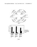 NOVEL 7Beta-HYDROXYSTEROID DEHYDROGENASE MUTANTS AND PROCESS FOR THE     PREPARATION OF URSODEOXYCHOLIC ACID diagram and image