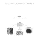 Expansion Medium for CD34-Negative Stem Cells diagram and image