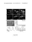 INDUCTION OF HUMAN EMBRYONIC STEM CELL DERIVED CARDIAC PACEMAKER OR     CHAMBER-TYPE CARDIOMYOCYTES BY MANIPULATION OF NEUREGULIN SIGNALING diagram and image