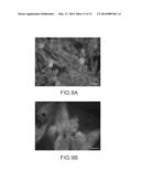 CARBON-NANOTUBE MODULATION OF MYOCYTE CELLS diagram and image