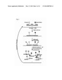 MODIFIED RNASE H AND DETECTION OF NUCLEIC ACID AMPLIFICATION diagram and image